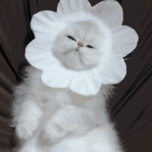 美女光屁股性胶
