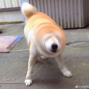 美女光屁股性胶
